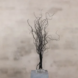 10 zwarte kronkelwilgtakken 70 cm