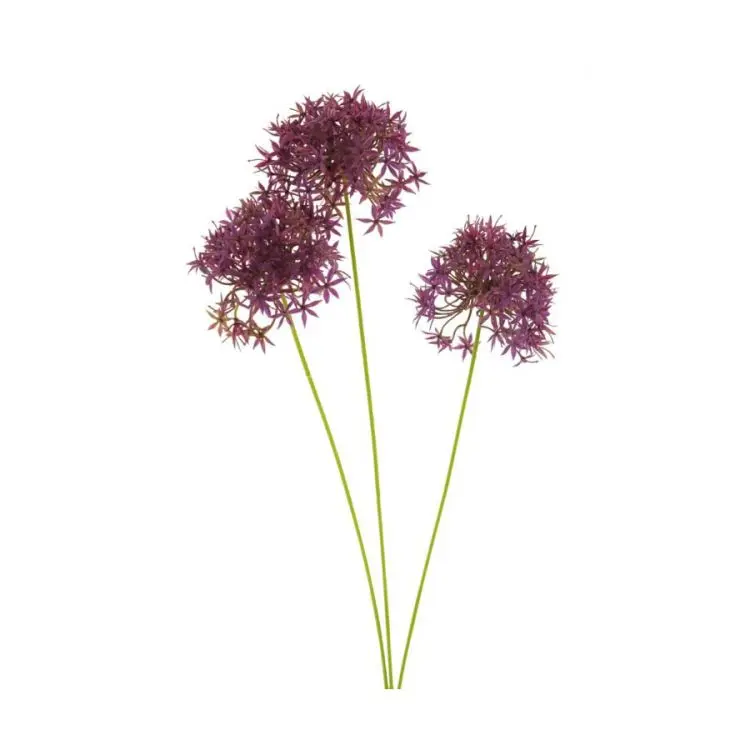 Allium Fuchsia 60cm