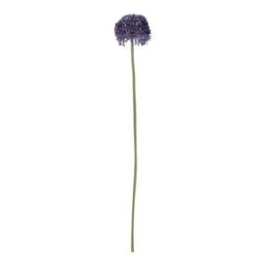 Allium klein Paars 50cm