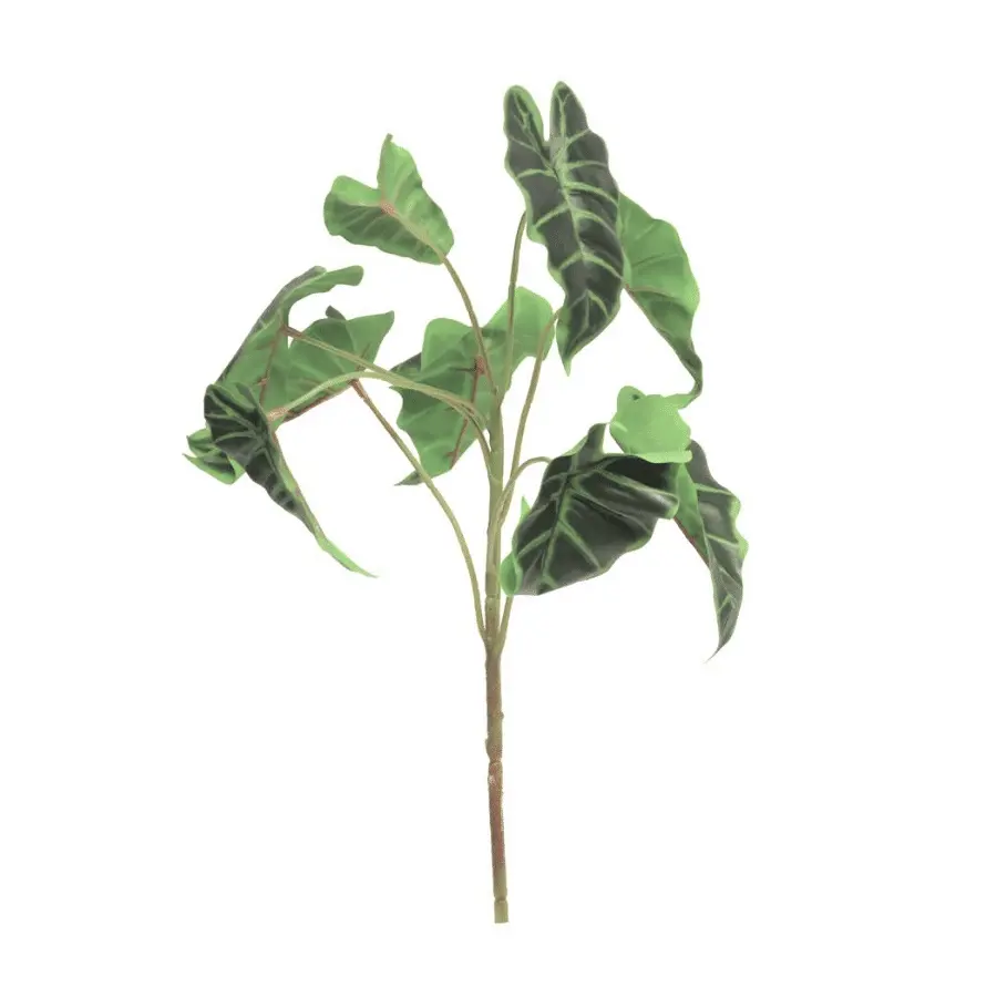 Alocasia 45cm