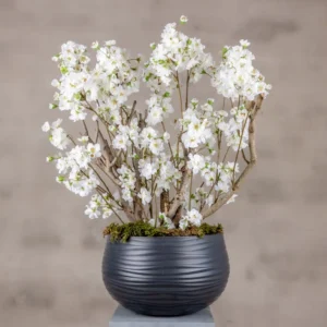 Appelbloesemstruik Alise Wit 65cm (1)