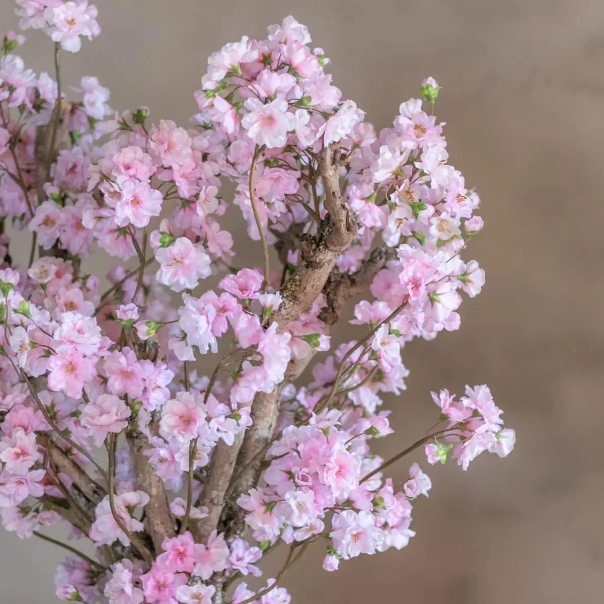 Appelbloesemstruik Annette Roze 65cm (2)
