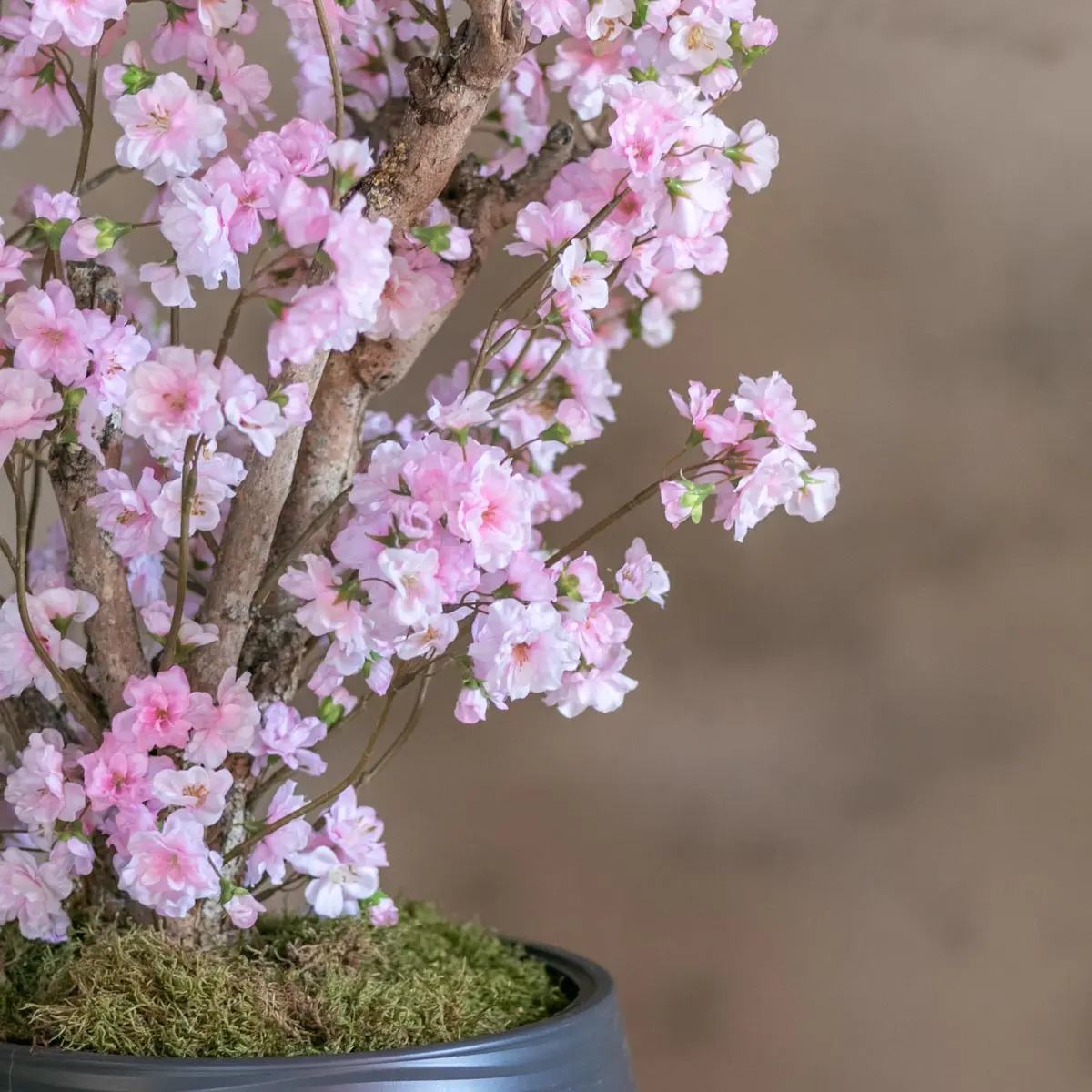 Appelbloesemstruik Annette Roze 65cm (3)