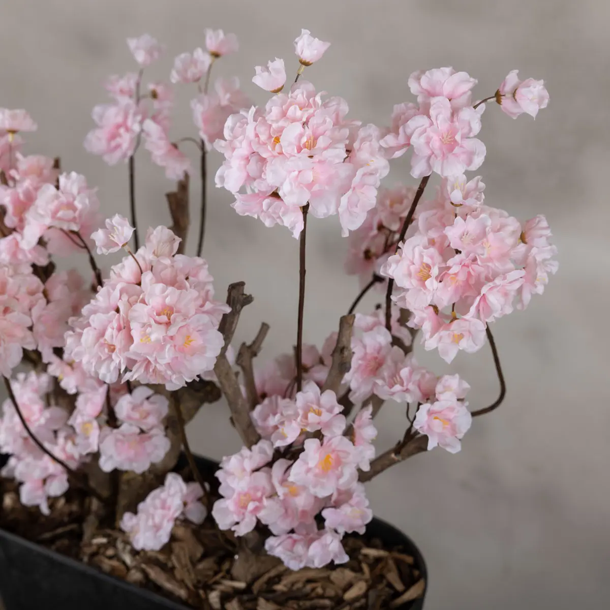 Appelbloesemstruik Gisele Roze 50cm bovenaanzicht