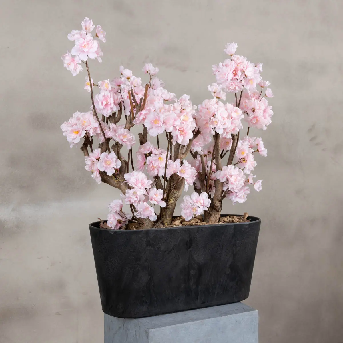 Appelbloesemstruik Gisele Roze 50cm