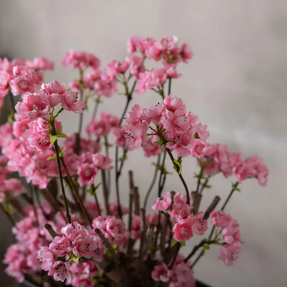Appelbloesemstruik Marlene Felroze 50cm bovenaanzicht