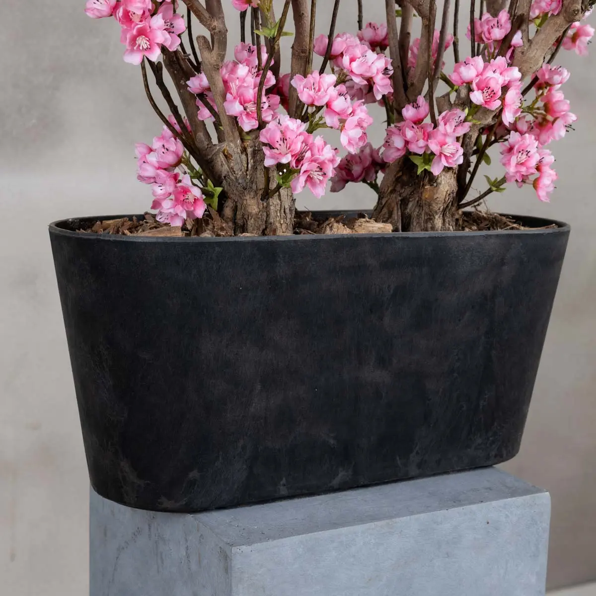 Appelbloesemstruik Marlene Felroze 50cm onderaanzicht