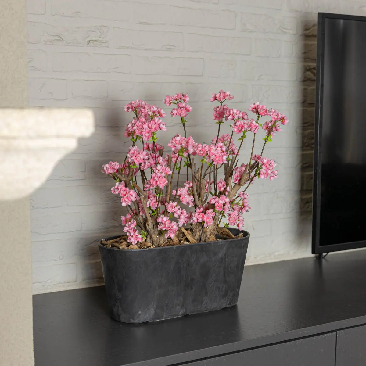 Appelbloesemstruik Marlene Felroze 50cm op vensterbank