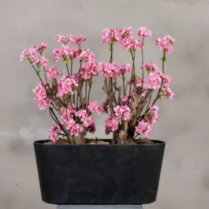 Appelbloesemstruik Marlene Felroze 50cm vooraanzicht