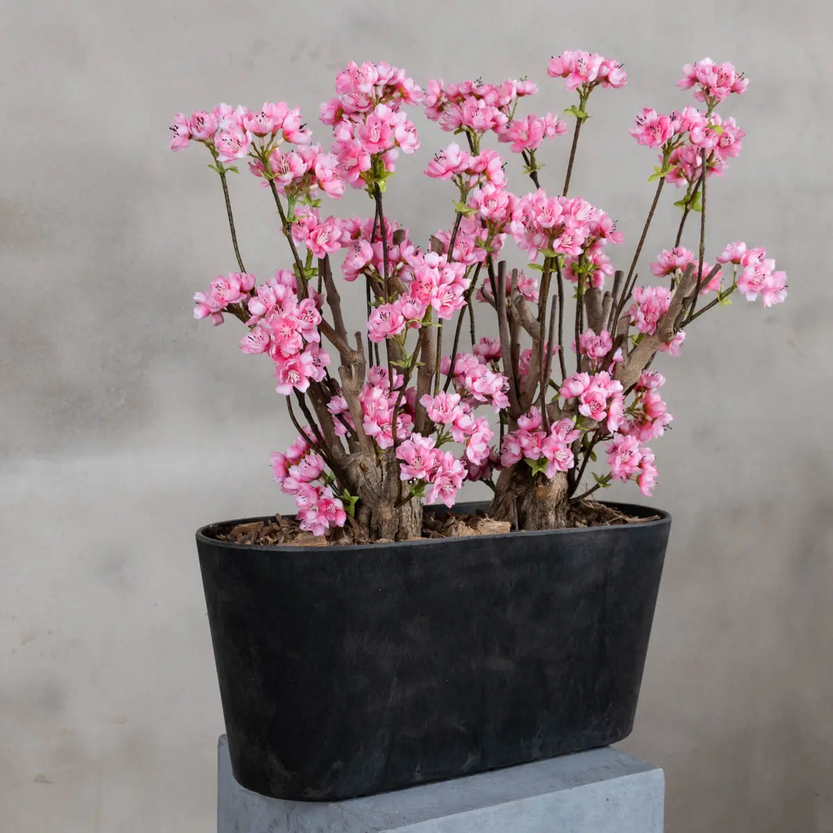 Appelbloesemstruik Marlene Felroze 50cm