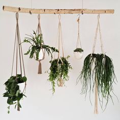 Berkenhanger met planten