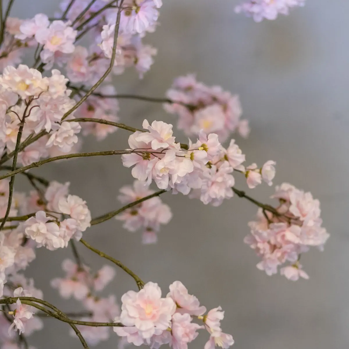 Bloesemstruik Babette Roze 70cm detailfoto (2)