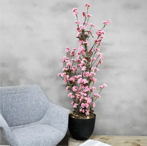 Bloesemstruik Charlotte Felroze 100cm