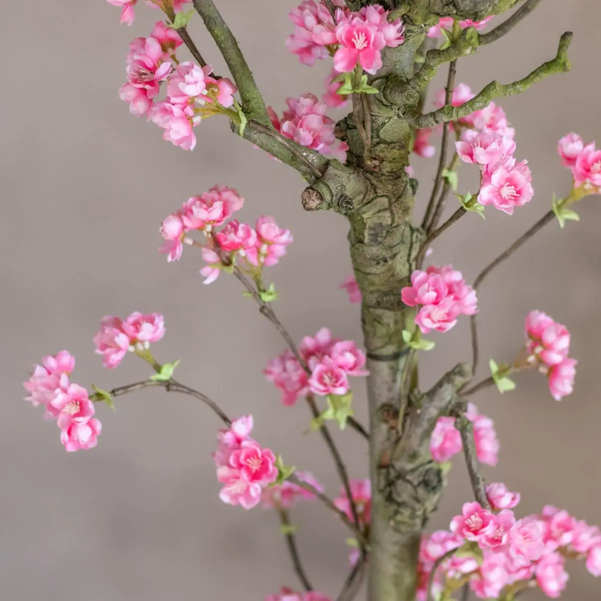 Bloesemstruik Charlotte Felroze 100cm detailfoto (3)