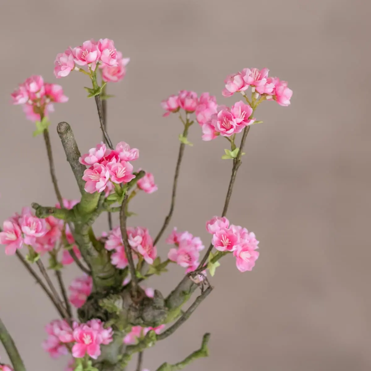 Bloesemstruik Charlotte Felroze 100cm detailfoto