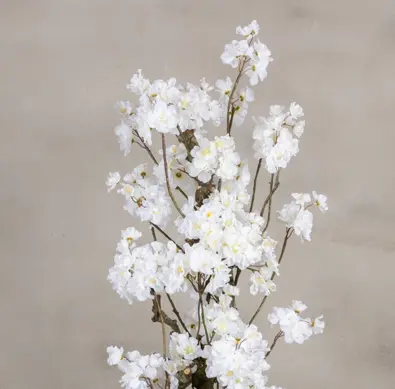 Bloesemstruik Juliette Wit 100cm detailfoto (2)