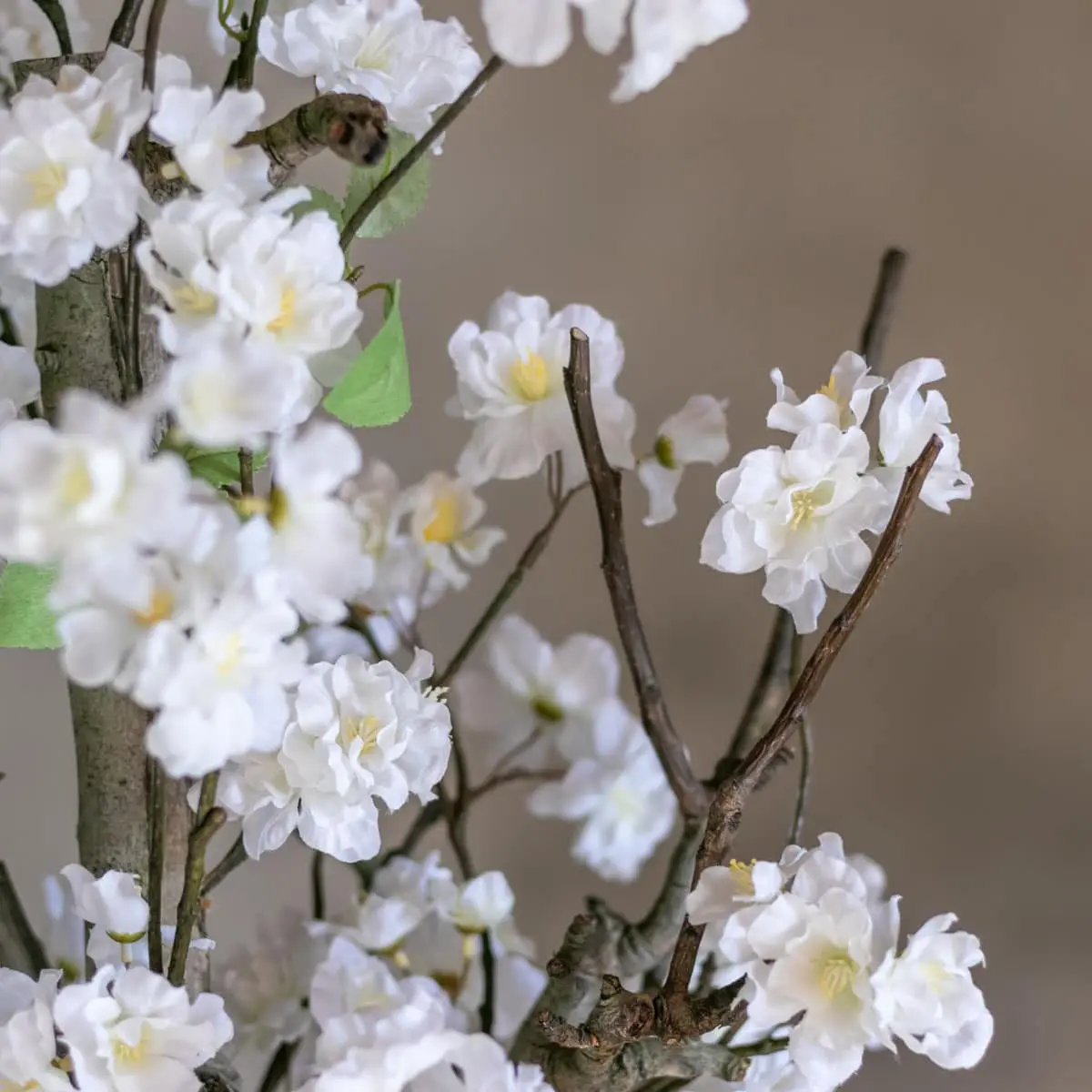 Bloesemstruik Juliette Wit 70cm detailfoto
