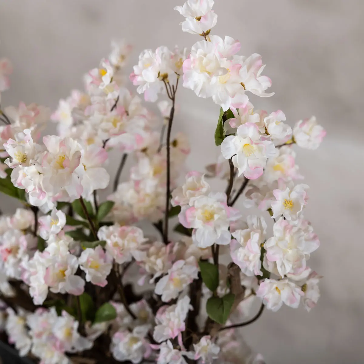 Bloesemstruik Sterre Wit met vleugje roze 70cm detailfoto