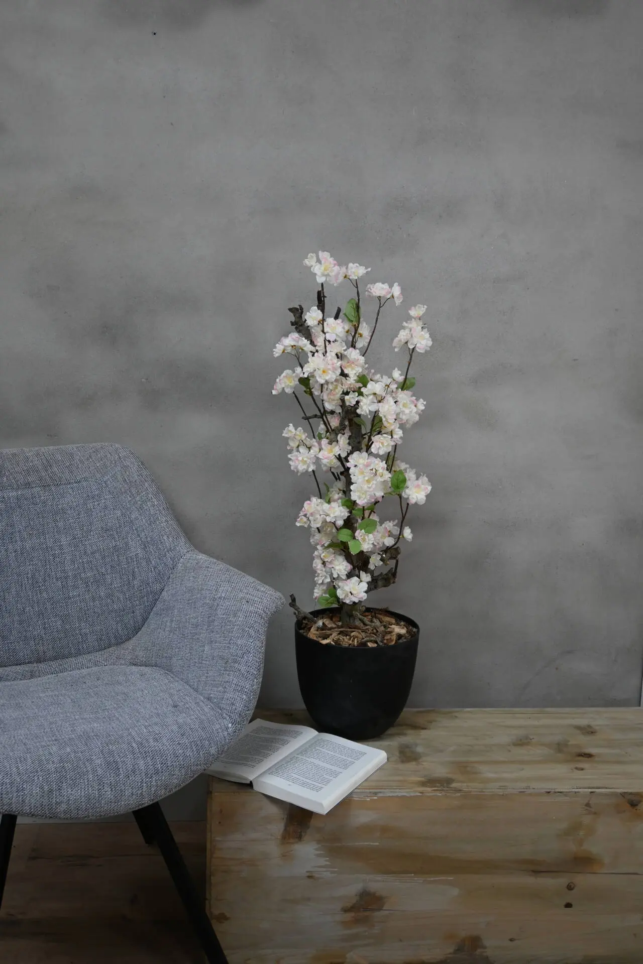 Bloesemstruik Sterre Wit met vleugje roze 70cm