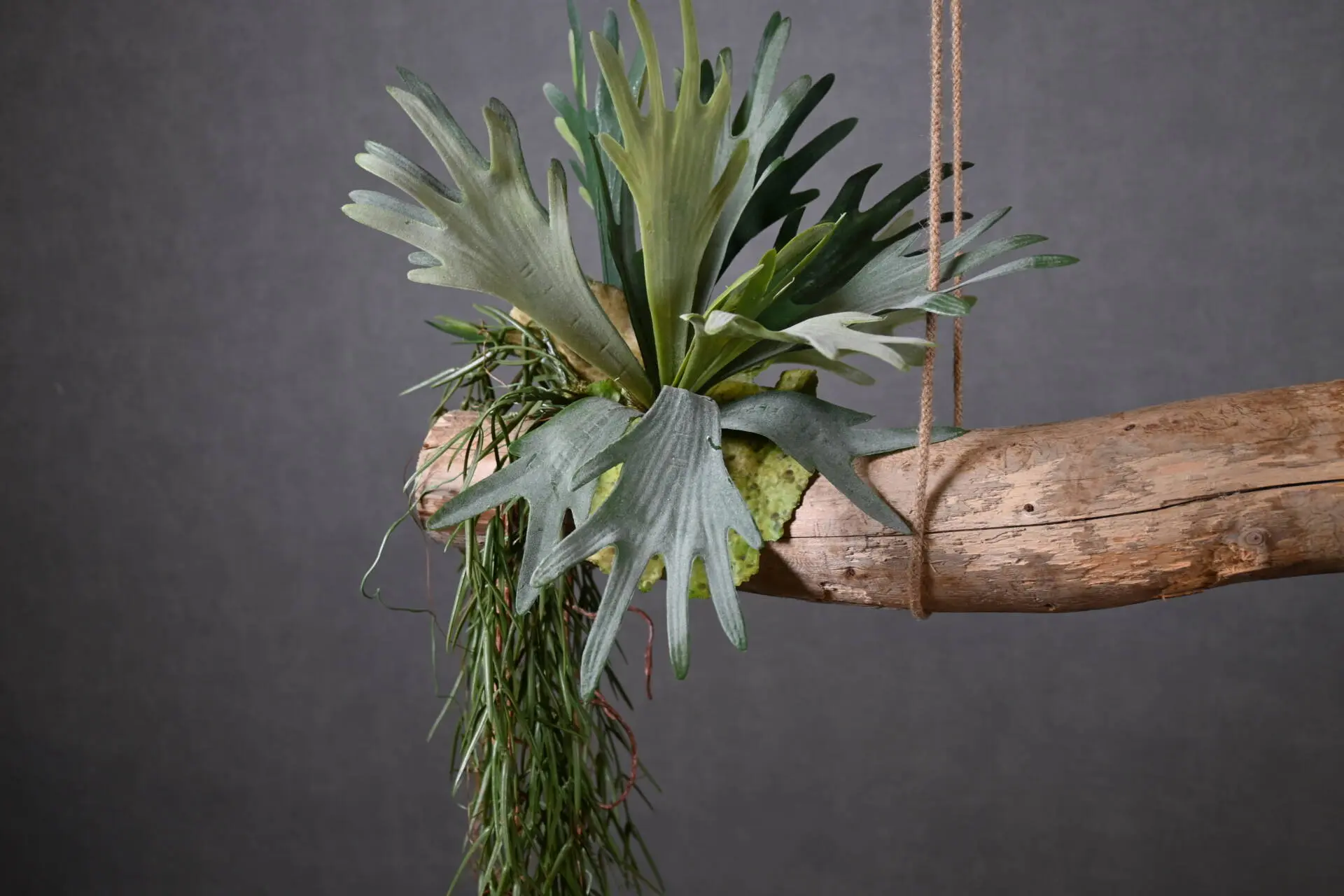 Boomstam Hanger Alterosa 150 cm (4)