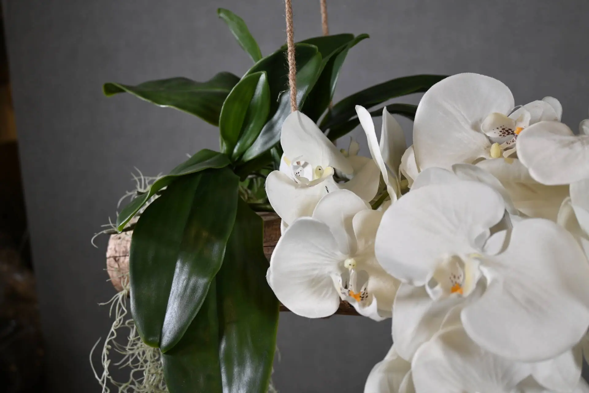 Boomstam Hanger Alvorada 150 cm (6)