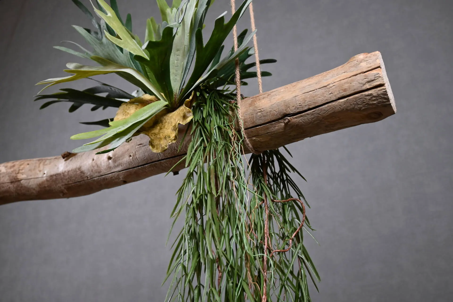 Boomstam Hanger Amargosa 150 cm (3)