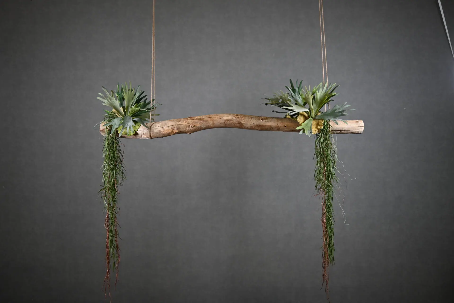 Boomstam Hanger Amargosa 150 cm