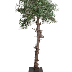 Kunst olijfboom