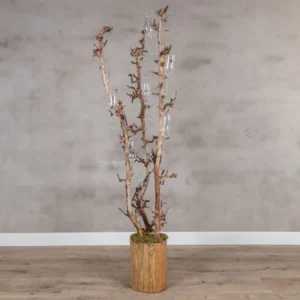 Champagneboom met drie perentakken – 150cm (1)