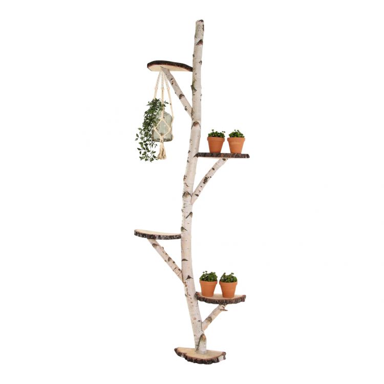 Decoratie wandboomstam berk(2)