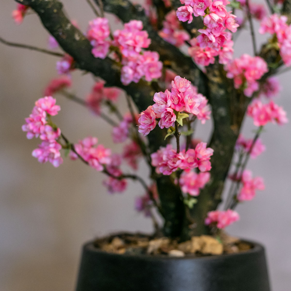 Decoratietakken Knoops