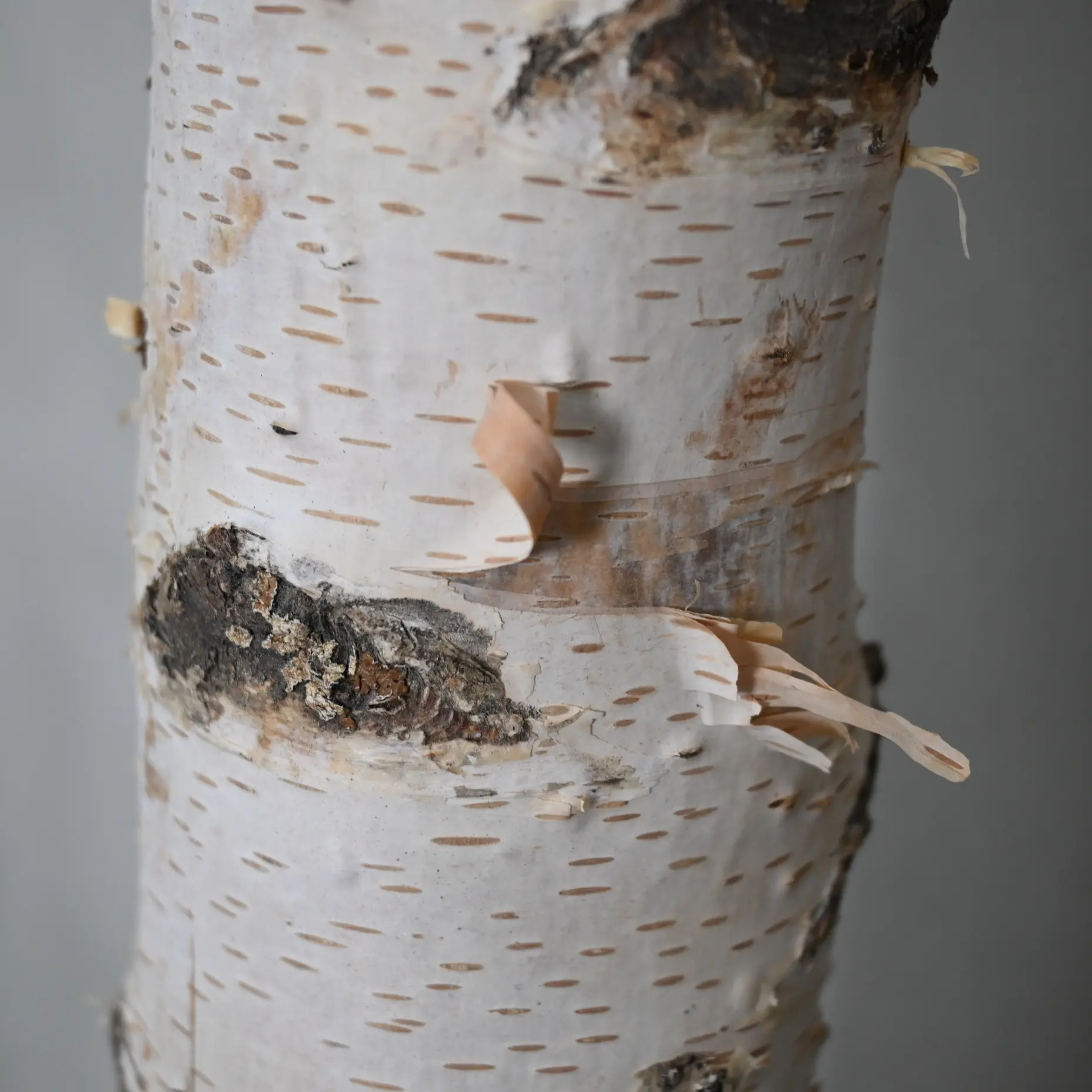 Detail berkenstam(1)