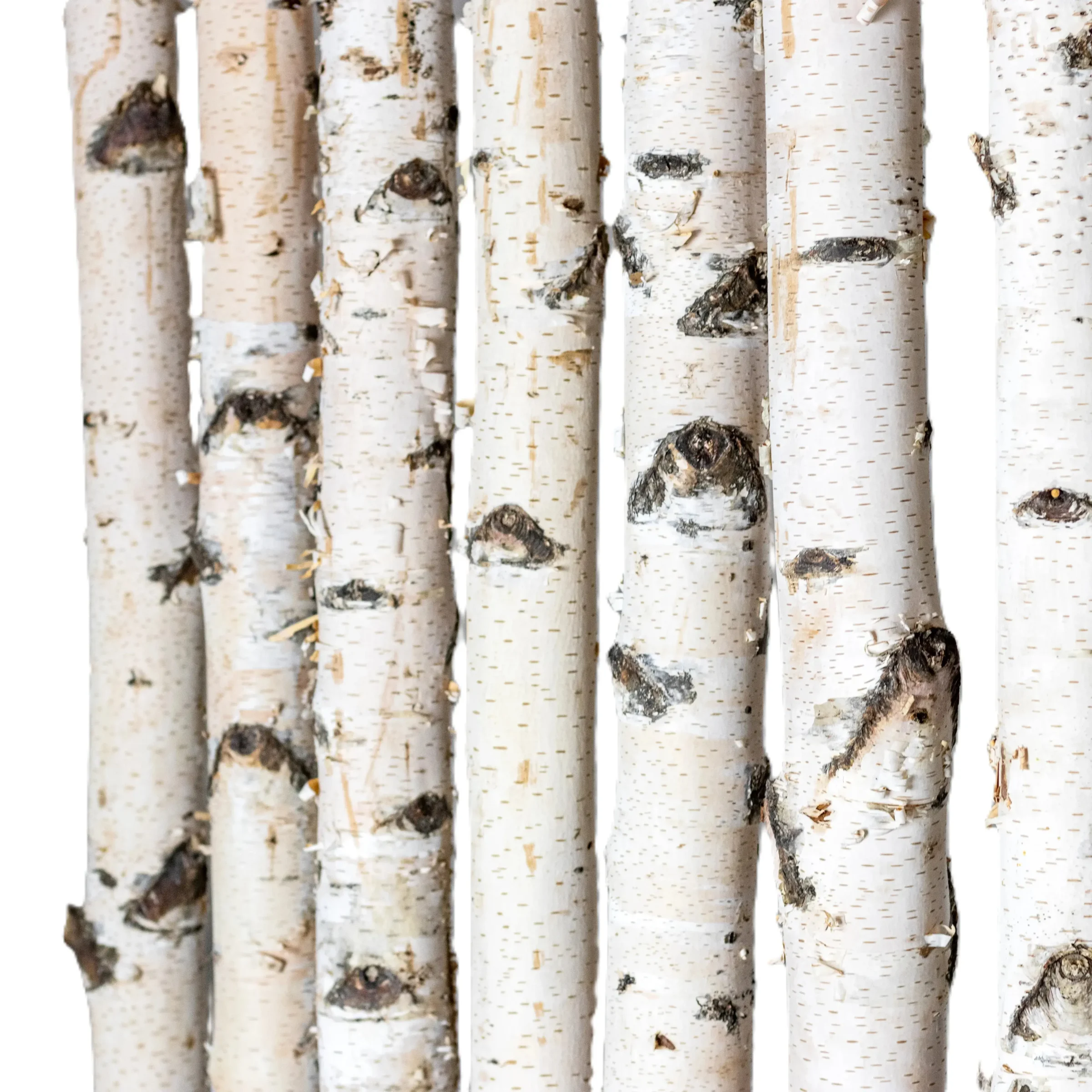 Detail berkenstammen