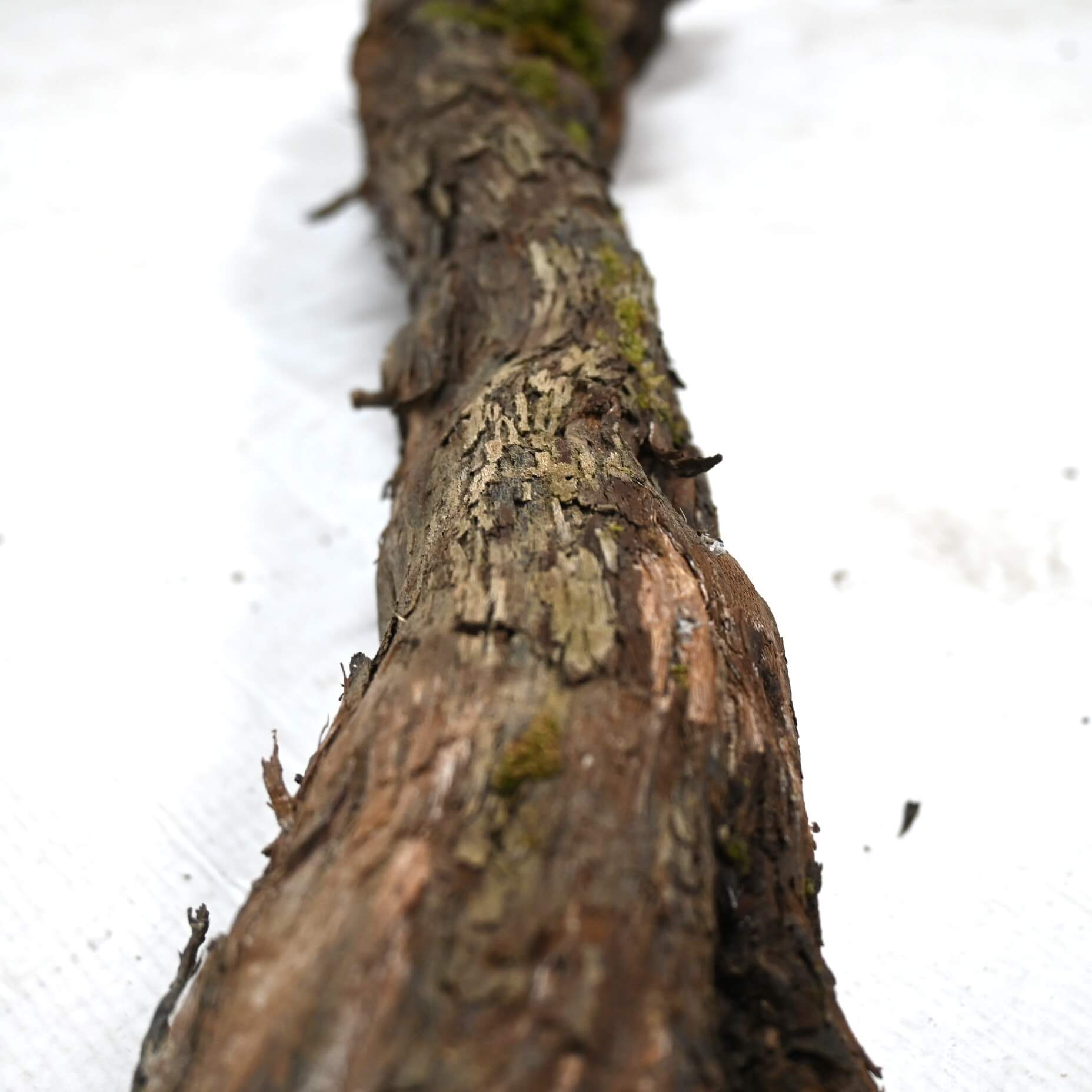 Detail druivenstronken (2)