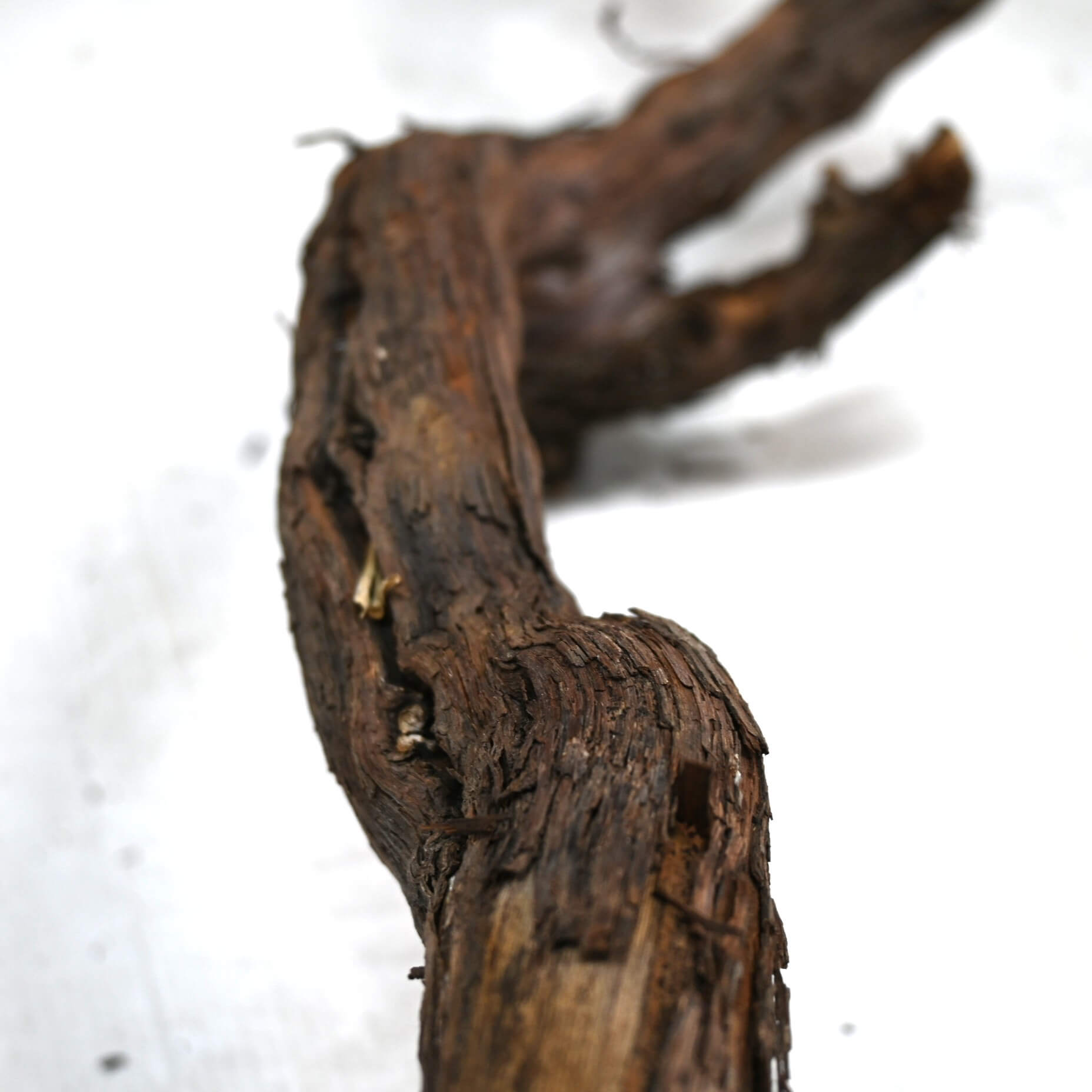 Detail druivenstronken (3)