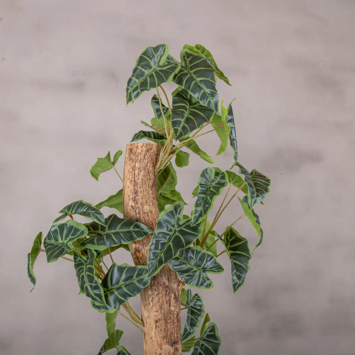 Detail kunstplant Alocasia (1)