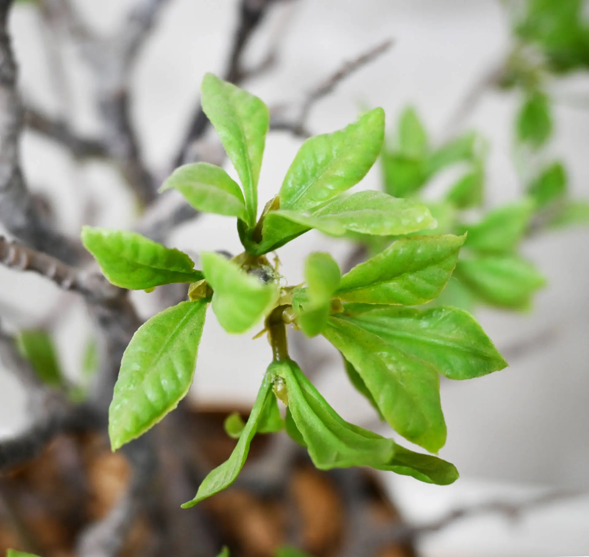 Detail kunstplant Azalea (1)
