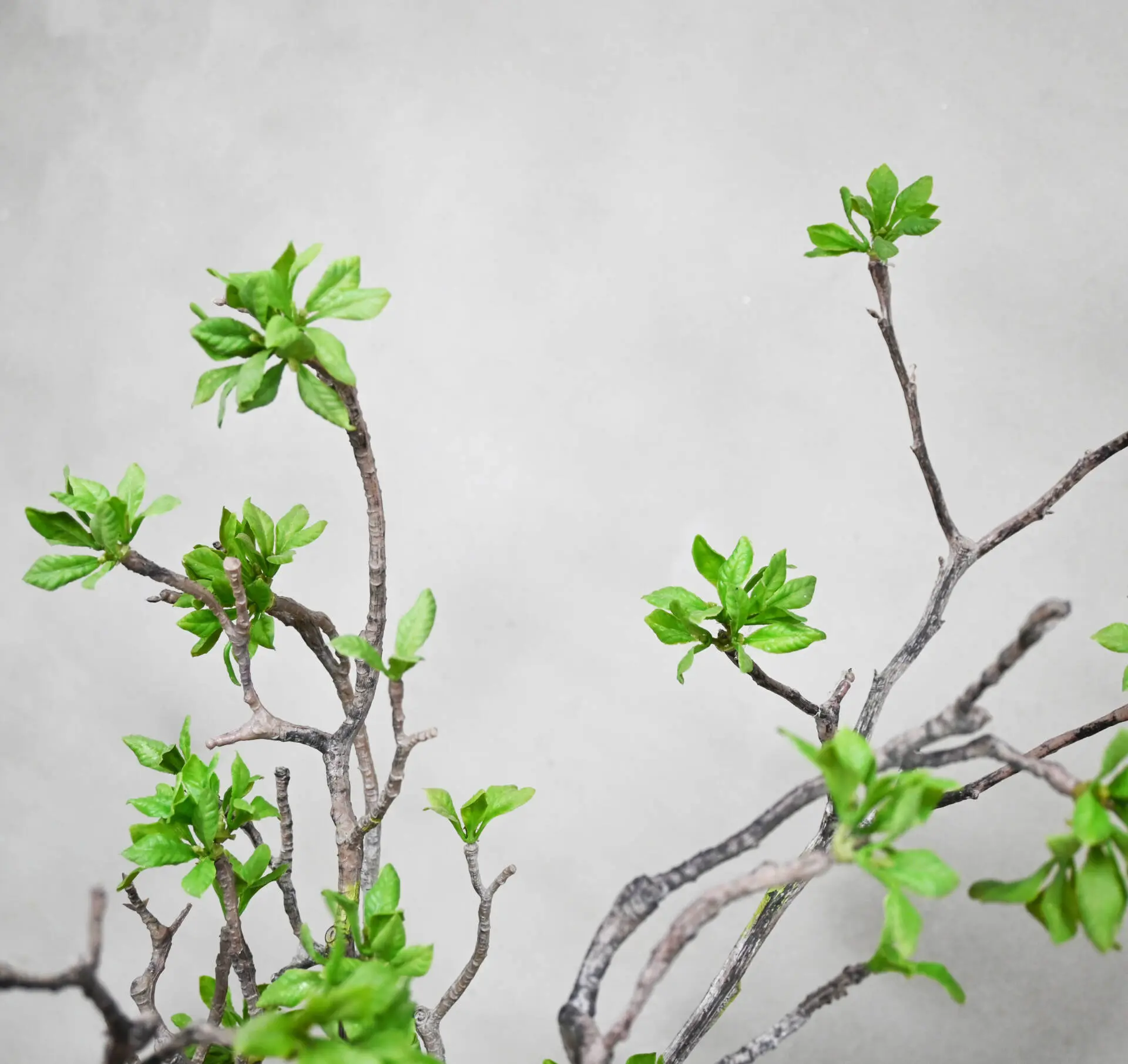 Detail kunstplant Azalea (2)