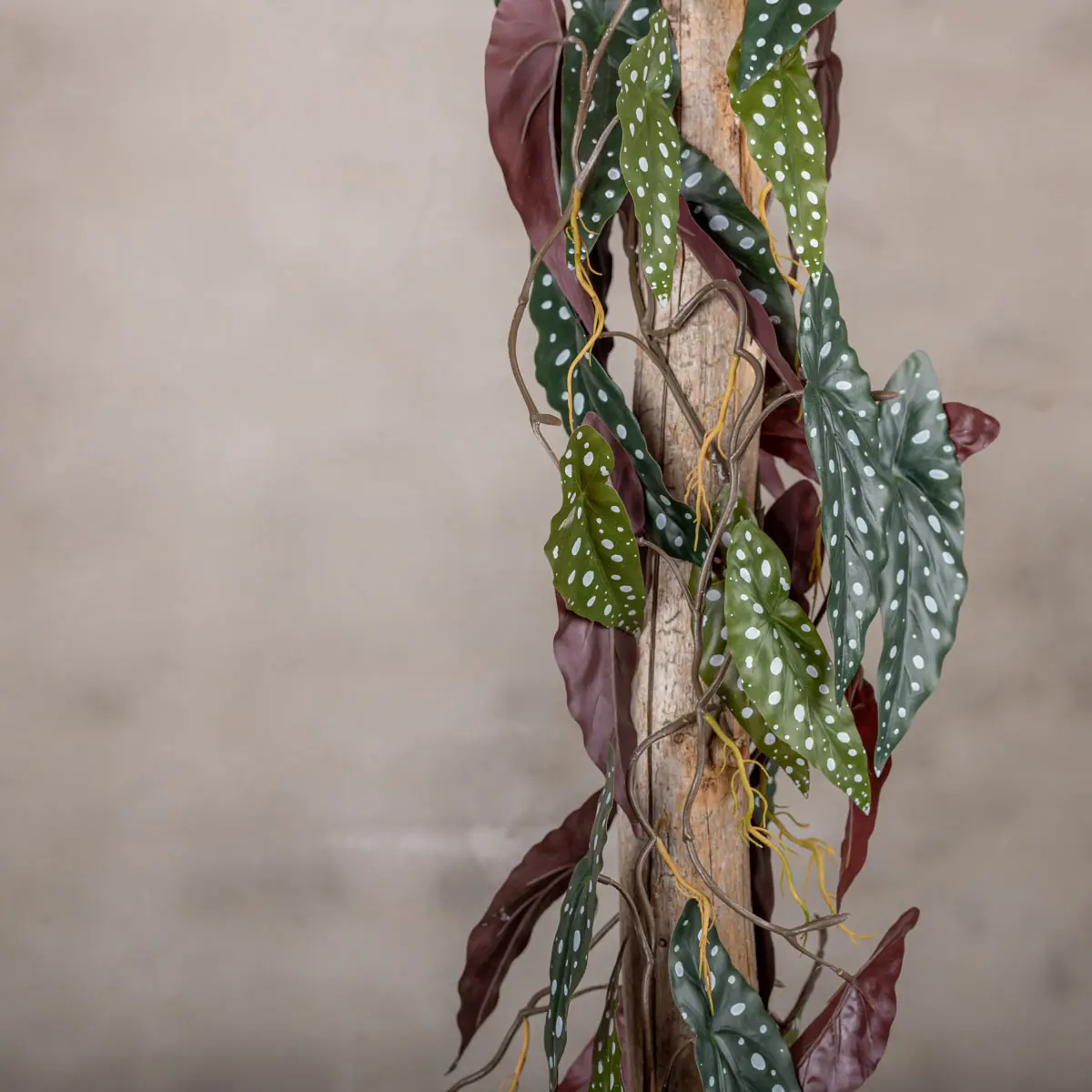 Detail kunstplant Stipbegonia (2)