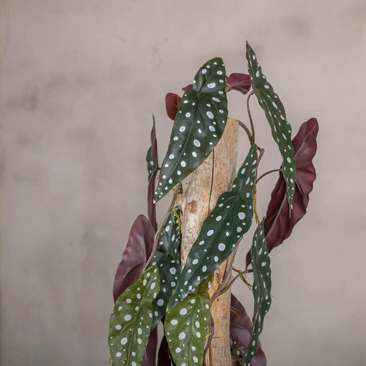 Detail kunstplant Stipbegonia (3)