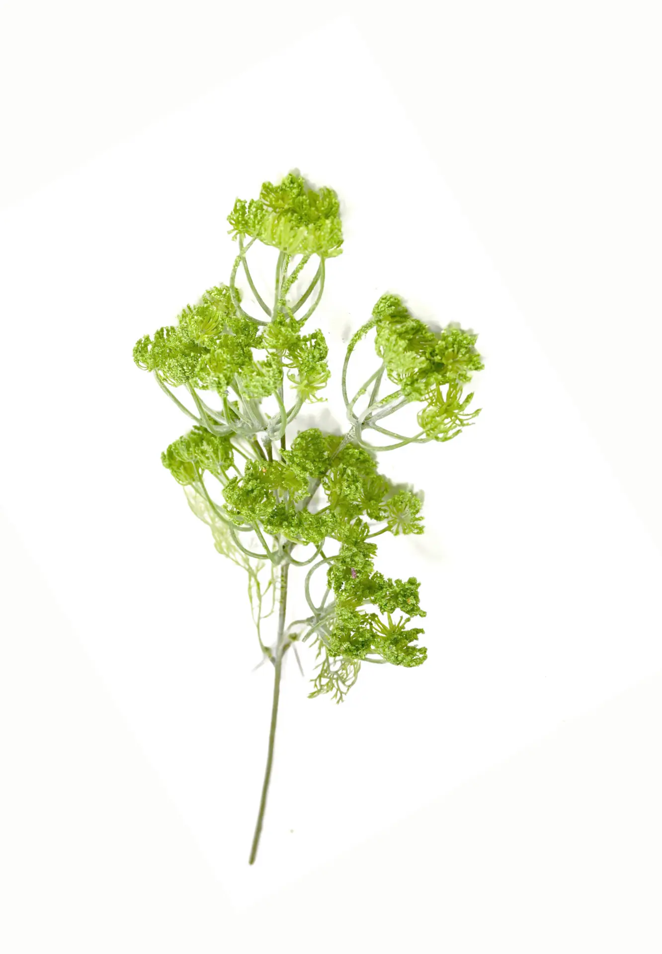 Dille vertakt Groen 50cm