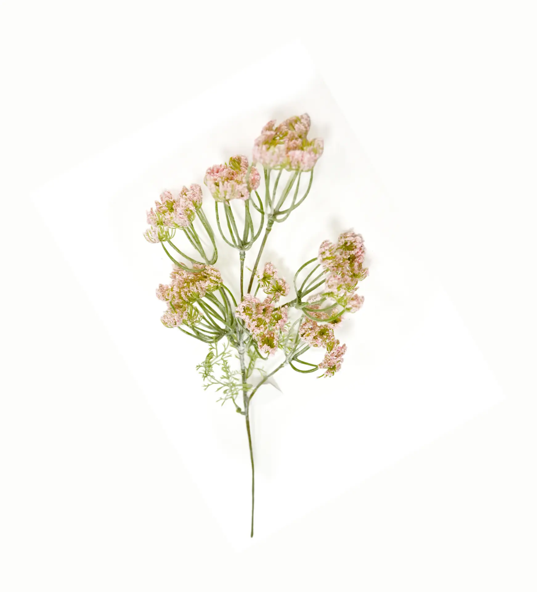 Dille vertakt Lichtroze 50cm