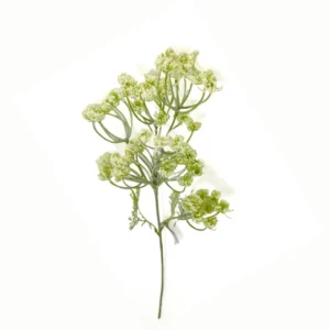 Dille vertakt Wit 50cm