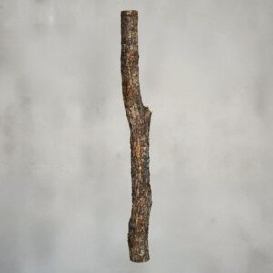 Eikenstam met bast (2)