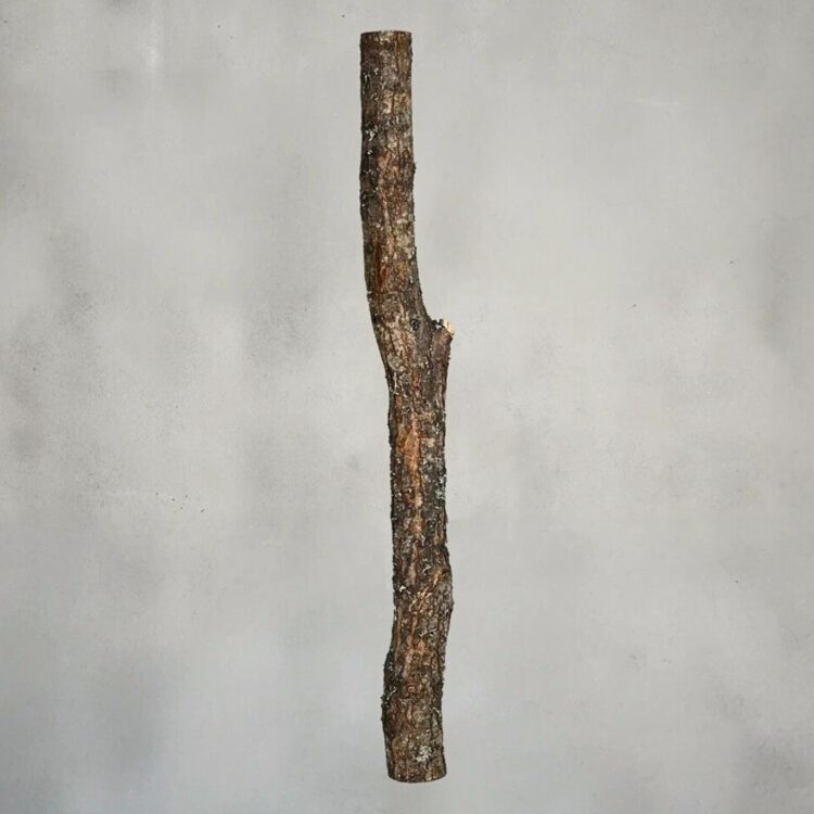 Eikenstam met bast (2)