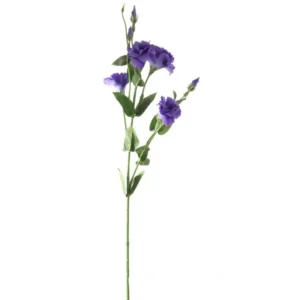 Eustoma Paars 80cm