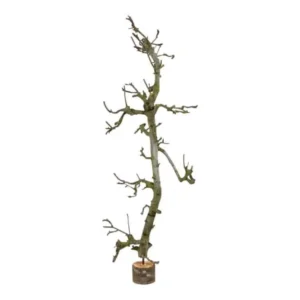 Fruitboom klein Naturel 120cm