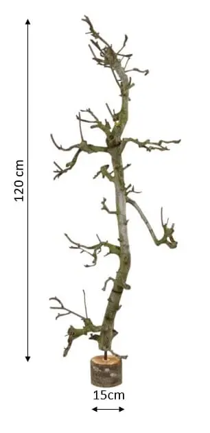 Fruitboom klein Naturel 120cm, afmetingen