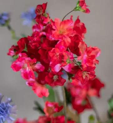 Fuchsia bloesemboom Vieve met pot naar keuze Medium 150cm (4)