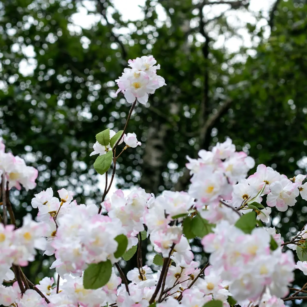 Grote bloesemboom Chloë met pot Wit met vleugje roze en groen blaadje 200cm detailfoto (1)